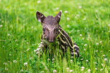 Le retour surprise du tapir sud-américain : une bonne nouvelle pour la forêt atlantique
