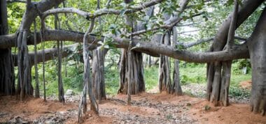 Le Thimmamma Marrimanu : Un géant vert à découvrir en Inde