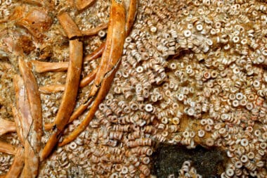 Découverte archéologique majeure en Espagne : le plus grand assemblage de perles préhistoriques