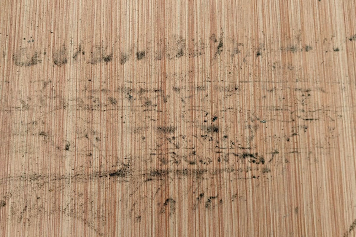 Une découverte archéologique change notre vision des premiers véhicules en Amérique