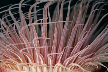 Un écosystème marin surprise trouvé sous un iceberg en Antarctique