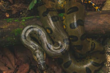 Découverte d'une nouvelle espèce d'anaconda géant en amazonie