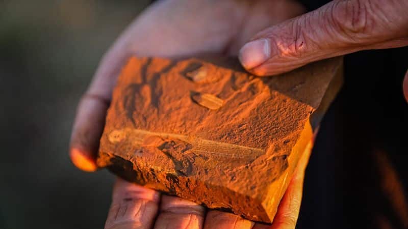 Une trouvaille bluffante : un poisson fossile en Australie