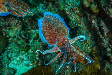 Les seiches montrent une intelligence insoupçonnée avec le test du marshmallow