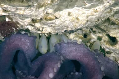 Découverte fascinante d'œufs géants dans un volcan sous-marin près de Vancouver