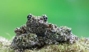Disparue depuis plus d'un siècle, cette espèce mythique vient de réapparaître au Chili