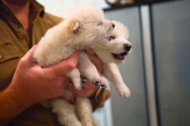 La résurrection des espèces éteintes : un rêve devenu réalité ?