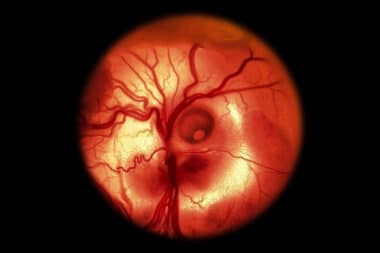 Sauver les espèces en danger… grâce aux excréments ? Une étude révèle une méthode étonnante