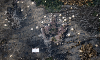 Découverte fascinante de traces de dinosaures sur l'île de Skye