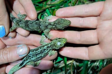 Découverte historique des geckos Waitaha sur l'île Motunau