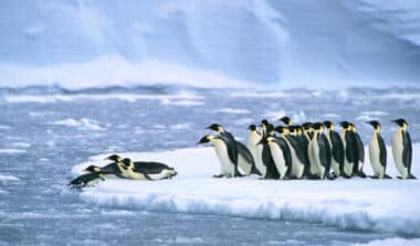 Cette découverte scientifique pourrait accélérer la disparition de nombreuses espèces