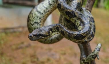 Découverte terrifiante : ce serpent pourrait être le plus dangereux du monde