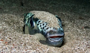 Pourquoi ce poisson tueur devient le cauchemar des plages méditerranéennes
