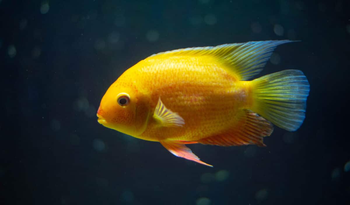 Ils suffoquent dans l’indifférence : les poissons victimes oubliées du climat