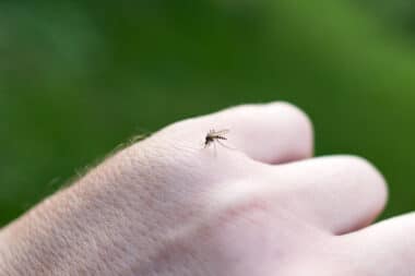 Le moustique qui espionne : la Chine invente un drone indétectable