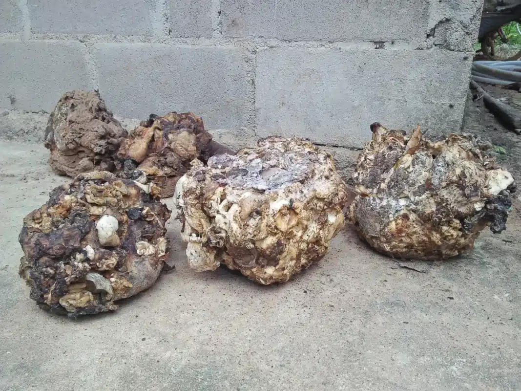 Un an après les vacances, une mère découvre que le jouet de sa fille est une grenade