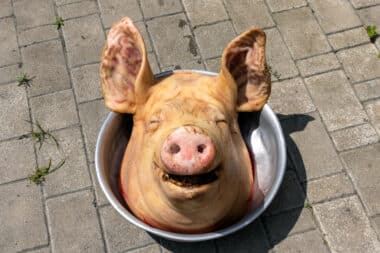 paris-tetes-de-cochon-ingerence-russe