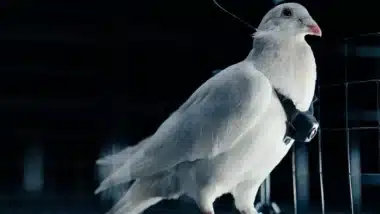 On pensait à une blague… ces pigeons espions pourraient bientôt devenir la nouvelle arme russe