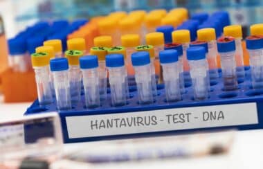 Hantavirus : la désinformation massive sur les réseaux sociaux réactive les théories du complot