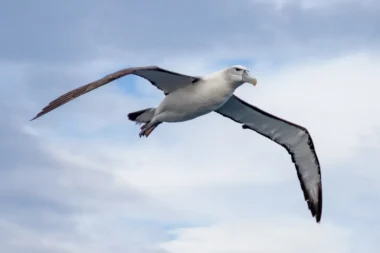 « Elle était déjà là quand j'ai commencé ma carrière » : un albatros de 74 ans défie tout ce que les biologistes croyaient savoir sur le vieillissement